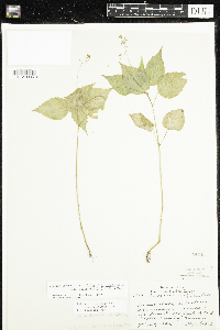 Circaea x intermedia image