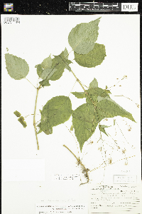 Circaea x intermedia image
