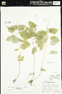 Circaea x intermedia image