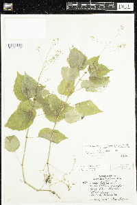 Circaea x intermedia image