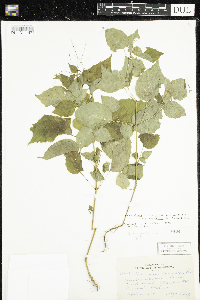 Circaea x intermedia image