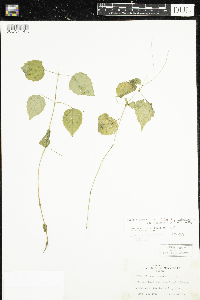 Circaea x intermedia image
