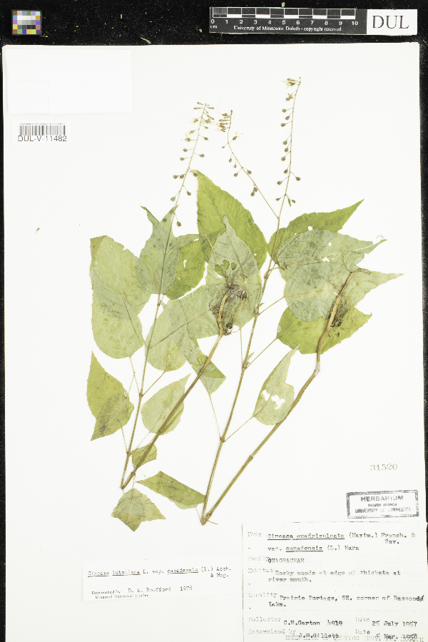 Circaea lutetiana subsp. canadensis image