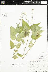 Circaea lutetiana image