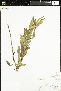 Chamaenerion angustifolium image