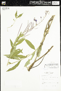 Chamaenerion angustifolium image