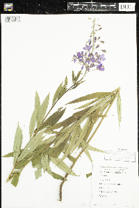 Chamaenerion angustifolium image