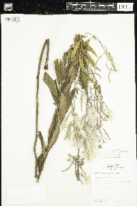 Chamaenerion angustifolium image