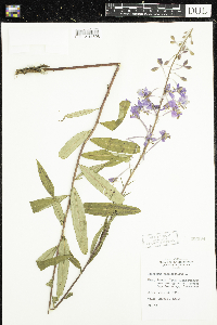 Chamaenerion angustifolium image