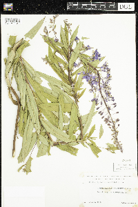 Chamaenerion angustifolium image