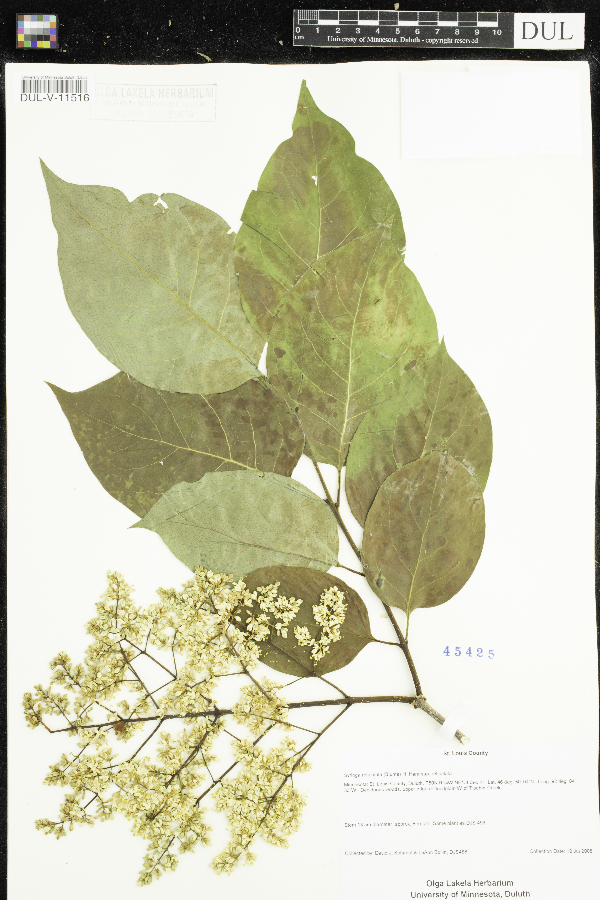 Syringa image