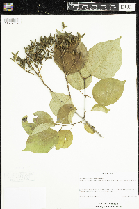 thumbnail image of current specimen