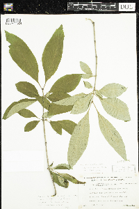 thumbnail image of current specimen