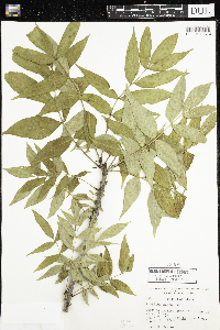 Fraxinus nigra image