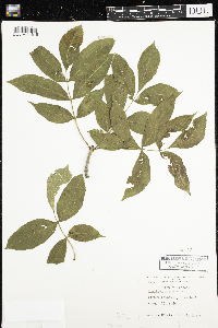 Fraxinus nigra image