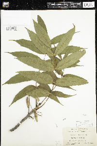 Fraxinus nigra image