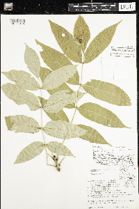 Fraxinus nigra image