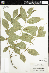 Fraxinus nigra image