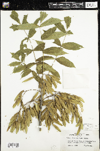 Fraxinus nigra image