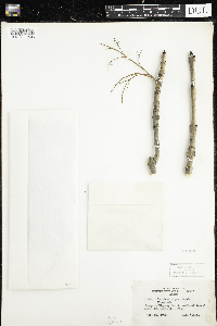 Fraxinus nigra image