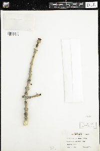 Fraxinus nigra image