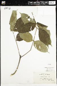 Fraxinus nigra image
