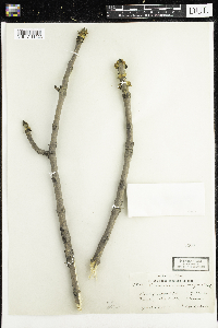 Fraxinus nigra image