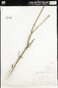 Fraxinus nigra image
