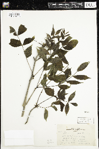 Fraxinus nigra image