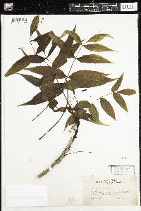 Fraxinus nigra image