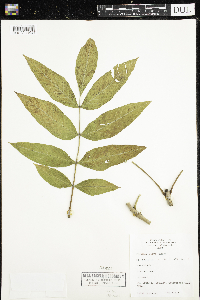 Fraxinus nigra image