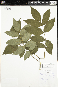 Fraxinus nigra image