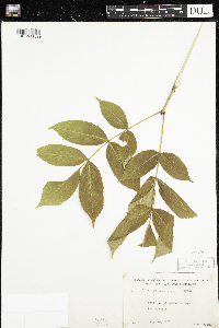 Fraxinus nigra image