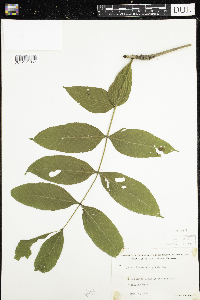 Fraxinus nigra image