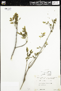 Fraxinus nigra image