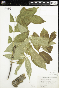 Fraxinus nigra image