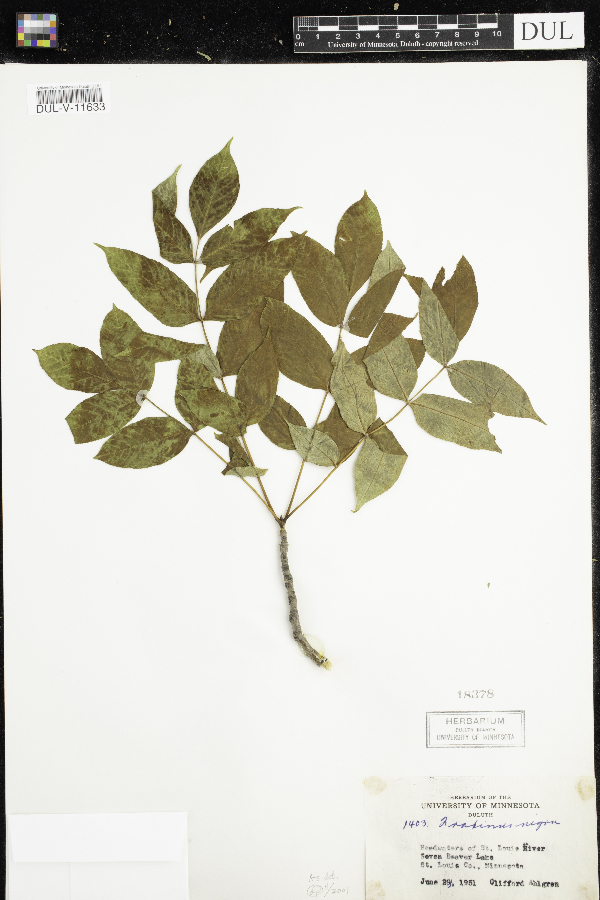 Fraxinus nigra image