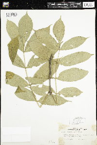 Fraxinus nigra image