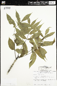 Fraxinus nigra image