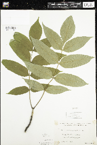 Fraxinus nigra image