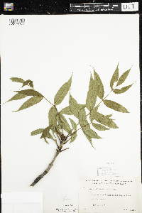 Fraxinus nigra image