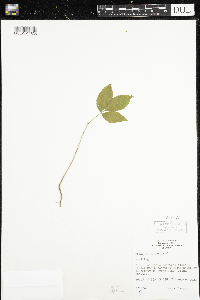 Fraxinus nigra image