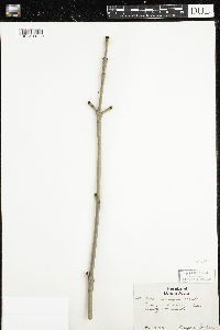 Fraxinus nigra image