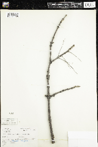 Fraxinus nigra image