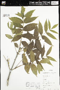 Fraxinus nigra image