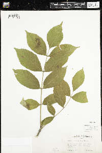 Fraxinus nigra image