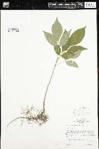 Fraxinus nigra image