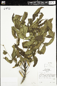 Fraxinus nigra image