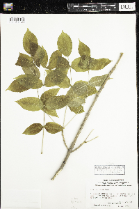 Fraxinus nigra image