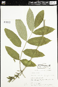 Fraxinus nigra image